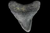 Bargain, Megalodon Tooth - North Carolina #76337-2